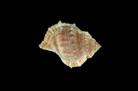 藏品(蛙螺)的圖片